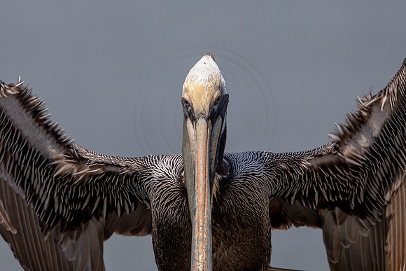397 pelican (6F3A8555) April 15, 2021