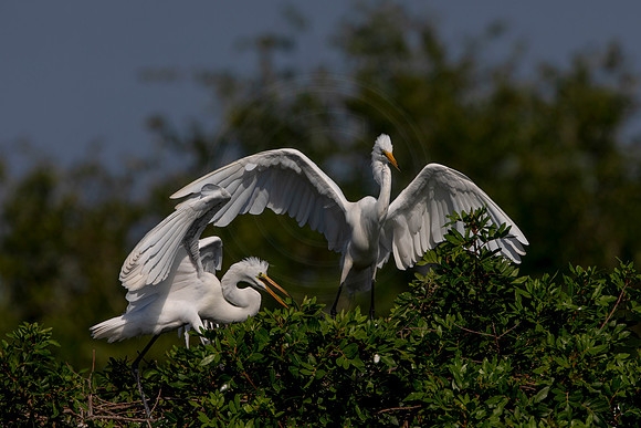 1052 egret (6F3A3615) April 18, 2021