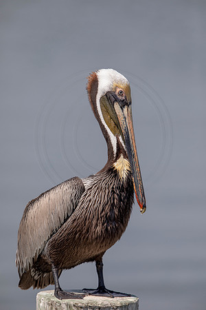 404 pelican (6F3A8579) April 15, 2021