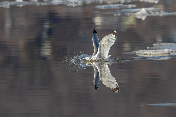 Gull reflections in the Hudson River