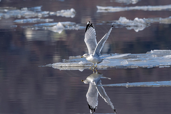 Gull reflections in the Hudson River