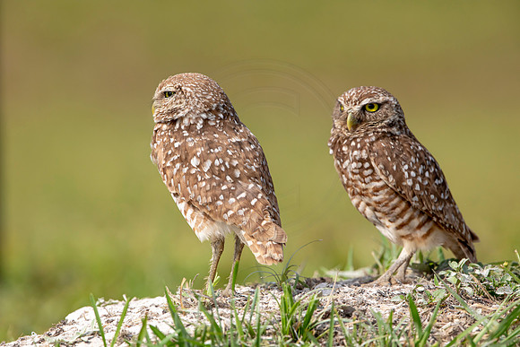 632 burrowing owl (6F3A0599) April 17, 2021