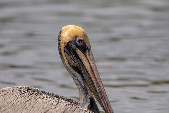 366 pelican (6F3A8380) April 15, 2021