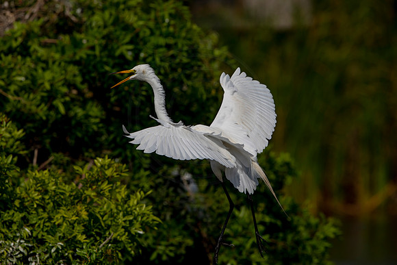 1112 egret (6F3A4141) April 18, 2021