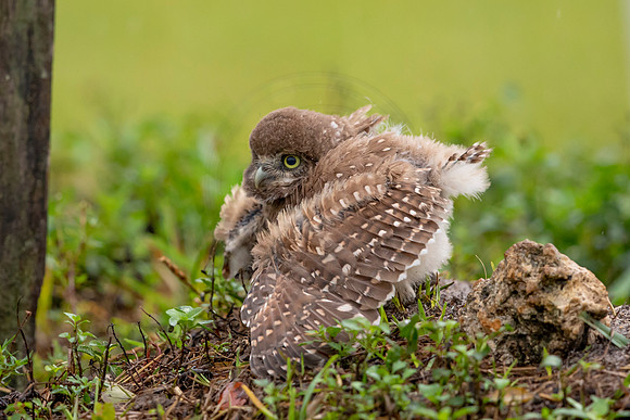 29 burrowing owl kid (6F3A9314) April 20, 2021