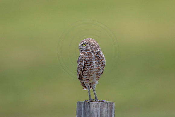 758 burrowing owl (6F3A1523) April 17, 2021