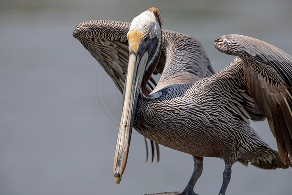 394 pelican (6F3A8531) April 15, 2021