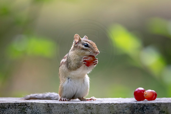 10 chippy (AF3A8507) June 27, 2020