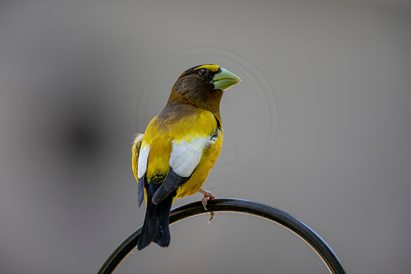 1 evening grossbeak (AF3A7431) June 19, 2020