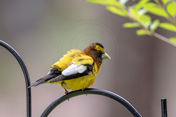 11 evening grossbeak (AF3A8257) June 27, 2020