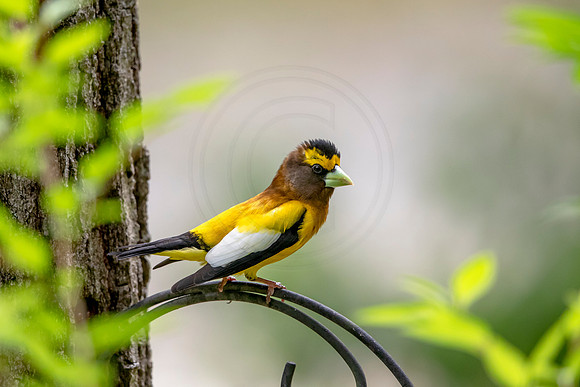 12 evening grossbeak (AF3A82660) June 27, 2020