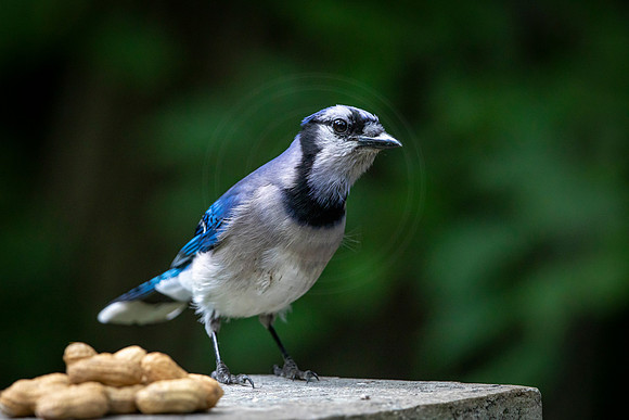 5 bluejay (AF3A7999) June 26, 2020