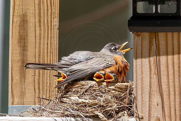 19 robins nest (AF3A5806) May 27, 2020