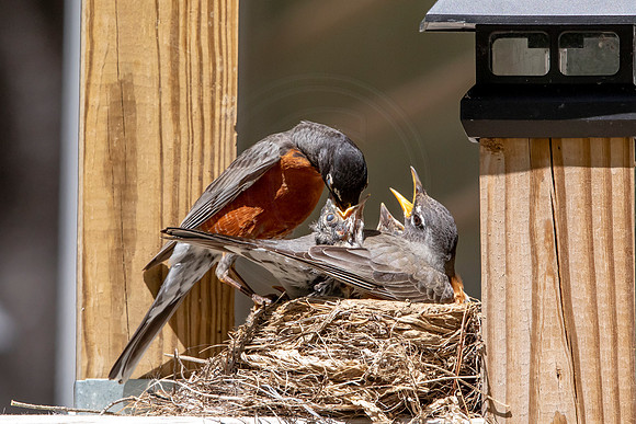 18 robins nest (AF3A5722) May 27, 2020