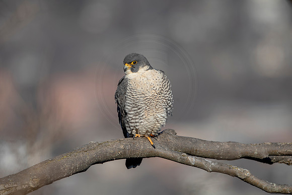 7 female peregrine (AF3A2666) March 7, 2021
