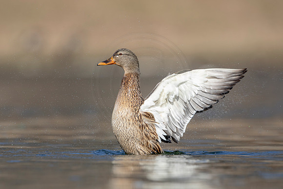 14 mallard (AF3A3747) March 13, 2021