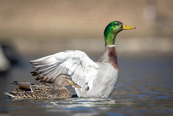 15 mallards (AF3A3690) March 13, 2021