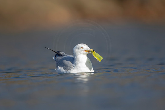 16 gull (AF3A3577) March 13, 2021