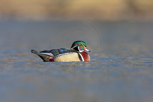 15 wood duck (AF3A3573) March 13, 2021
