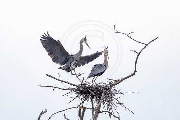 22 gbh (AF3A4206) March 14, 2021