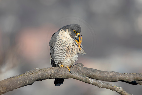 21 female peregrine (AF3A2760) March 7, 2021
