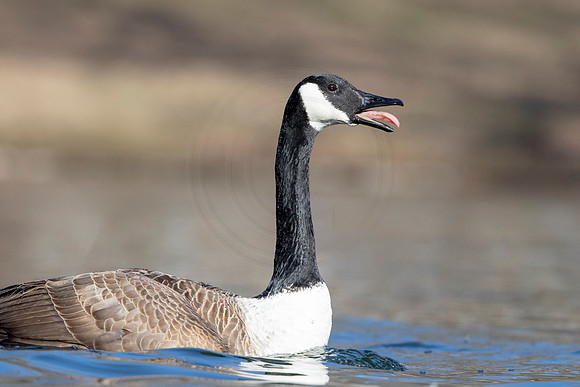 30 goose (AF3A4719) March 20, 2021