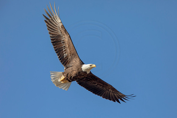 31 eagle (AF3A4975 March 20, 2021