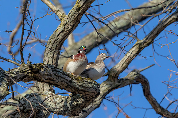 34 wood ducks (AF3A4363) March 20, 2021