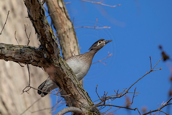 35 female wood duck (AF3A4344) March 20, 2021