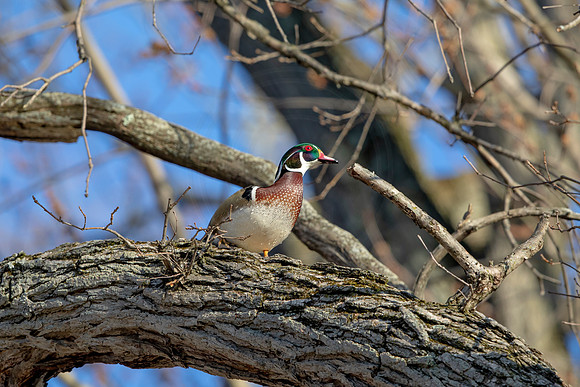 36 male wood duck (AF3A4336) March 20, 2021