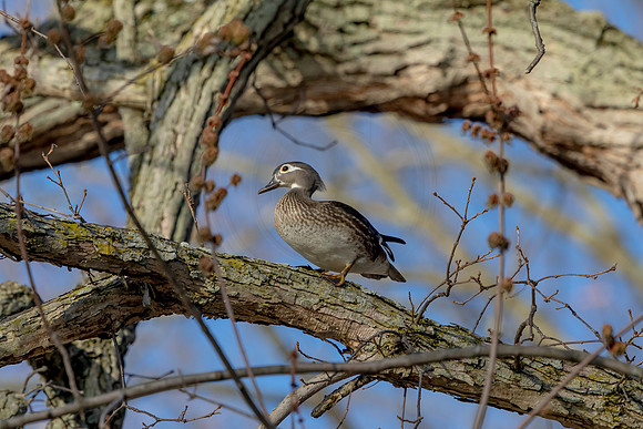 37 female wood duck (AF3A4367) March 20, 2021