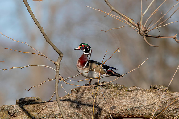 38 male wood duck (AF3A4687) March 20, 2021