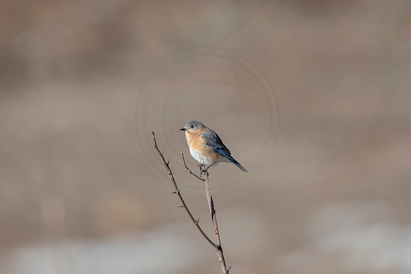 42 eastern bluebird (AF3A1439) March 5, 2021