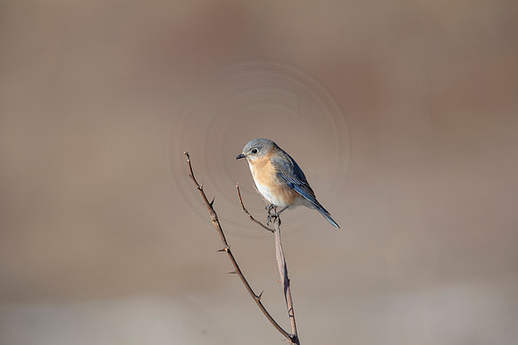 39 eastern bluebird (AF3A1477) March 5, 2021