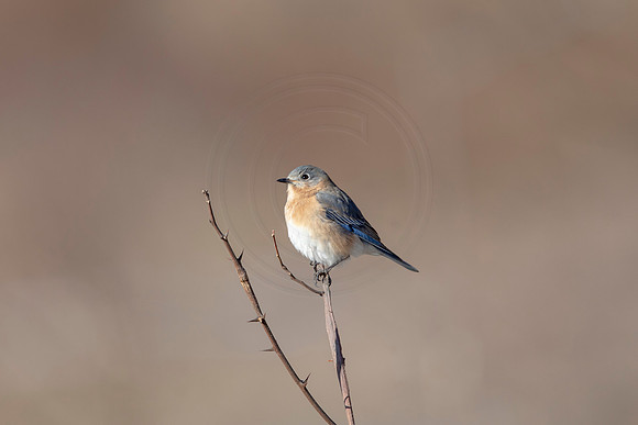 43 eastern bluebird (AF3A1446) March 5, 2021