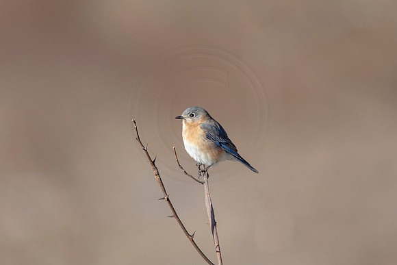 44 eastern bluebird (AF3A1449) March 5, 2021