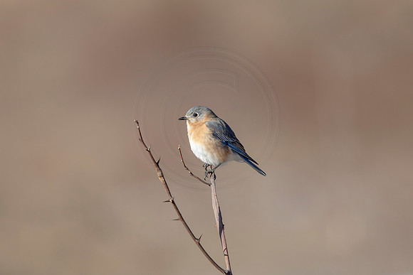45 eastern bluebird (AF3A1461) March 5, 2021
