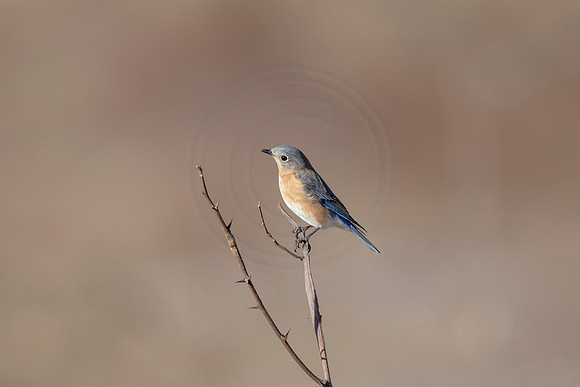 46 eastern bluebird (AF3A1469) March 5, 2021