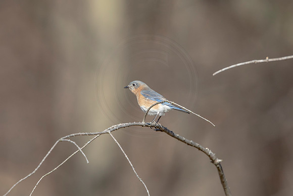 48 eastern bluebird (AF3A1489) March 5, 2021