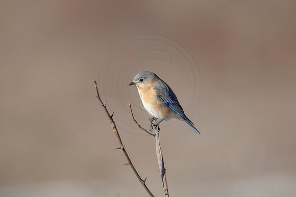 47 eastern bluebird (AF3A1479) March 5, 2021
