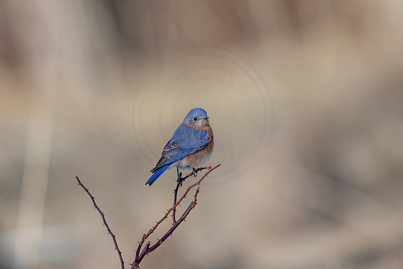 49 eastern bluebird (AF3A1497) March 5, 2021