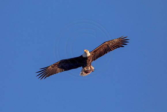 51 bald eagle (AF3A1566) March 5, 2021