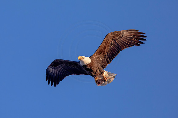 52 bald eagle (AF3A1572) March 5, 2021