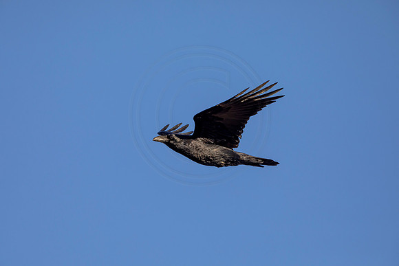 50 crow (AF3A1550) March 5, 2021