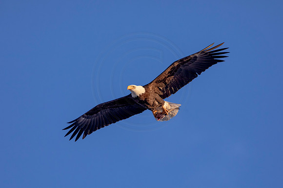 53 bald eagle (AF3A1573) March 5, 2021