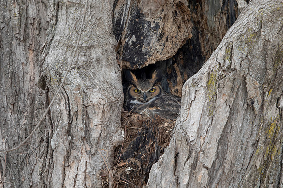54 great horned owl (AF3A1665) March 5, 2021