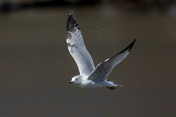 57 gull (AF3A1743) March 5, 2021