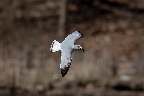 60 gull (AF3A1797) March 5, 2021