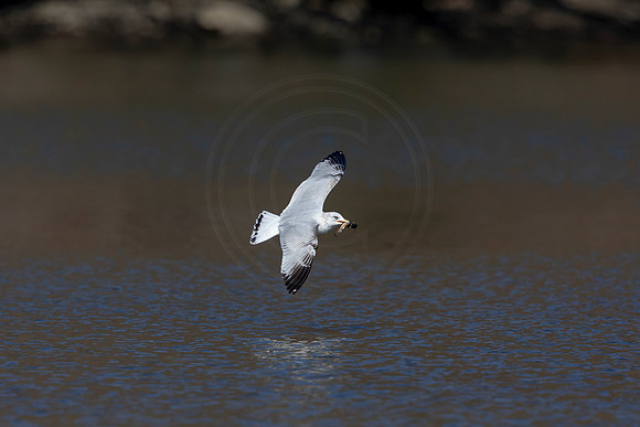 61 gull (AF3A1808) March 5, 2021