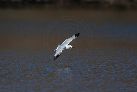 62 gull (AF3A1809) March 5, 2021